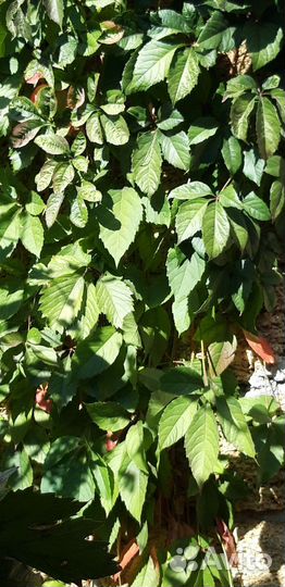 Девичий виноград пятилисточковый