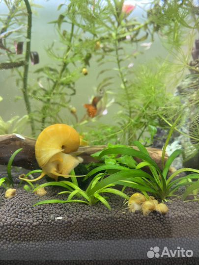 Улитка ампулярия