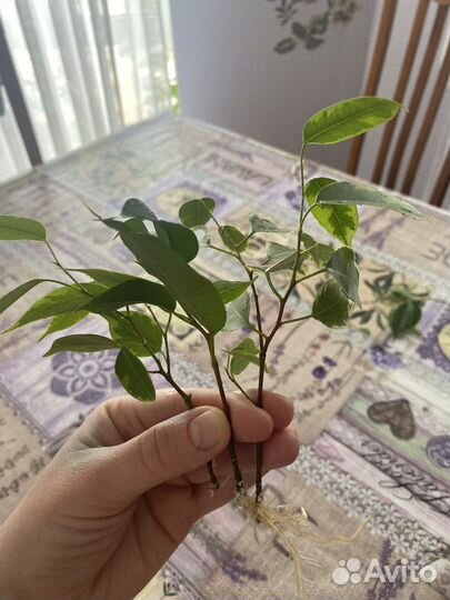 Бенджамина фикус, Голден Кинг