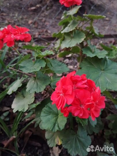 Пеларгония герань