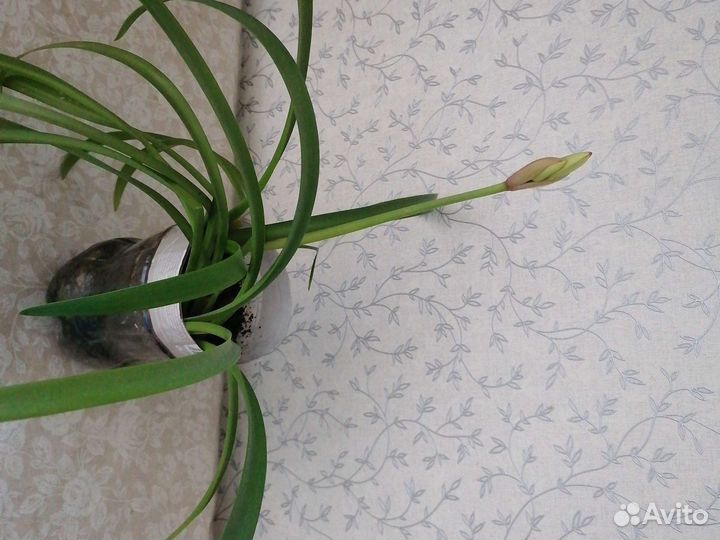 Гиппиаструм