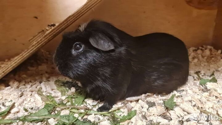 Морские свинки английский крестед