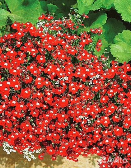 Рассада лобелии