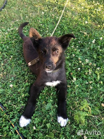 Собака в добрые руки отдам бесплатно щенок