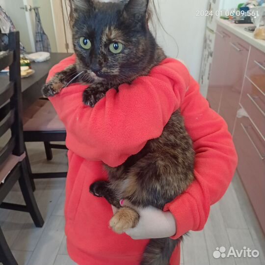 Молодая кошечка ищет дом