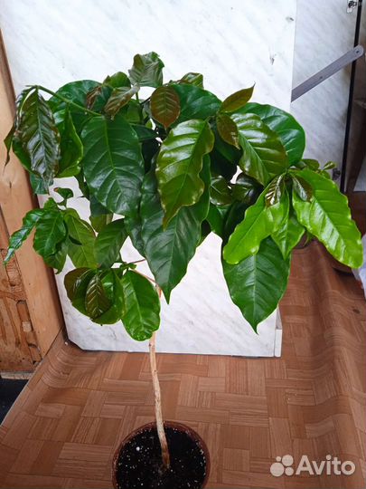 Кофе арабика