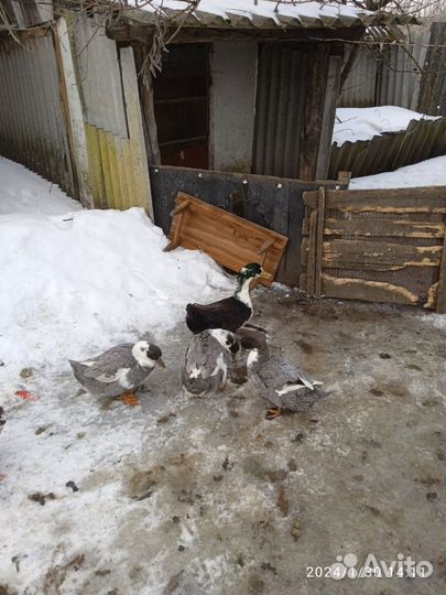 Инкубационное яйцо