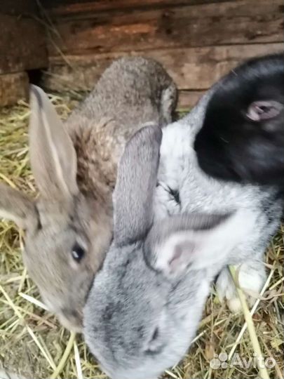 Кролики великаны