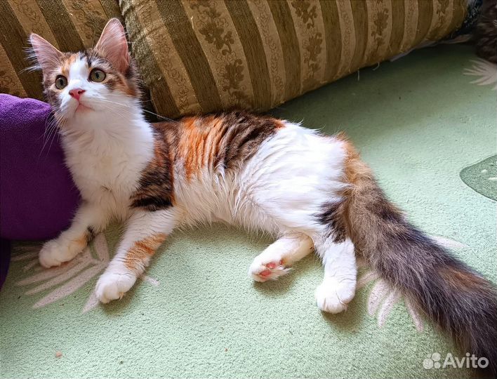 Мейн-кун котёнок девочка