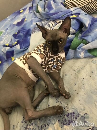 Кофточка-футболочка для мелких пород кошек(собак)