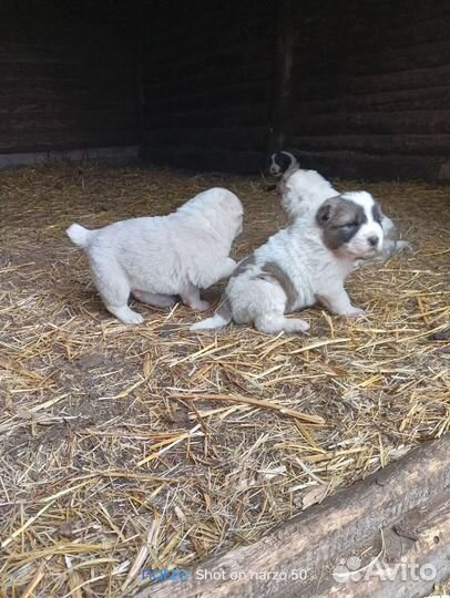 Продам щенка алабай