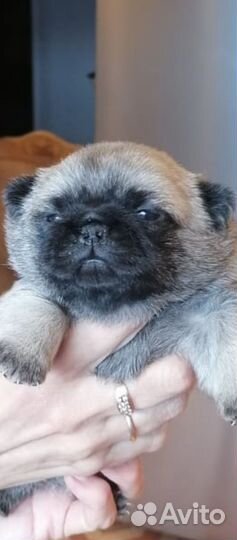 Щенки мопса и чихуахуа