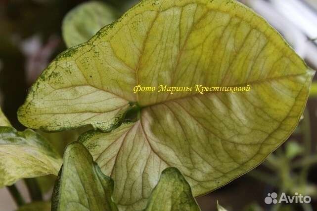 Сингониум mango allusion