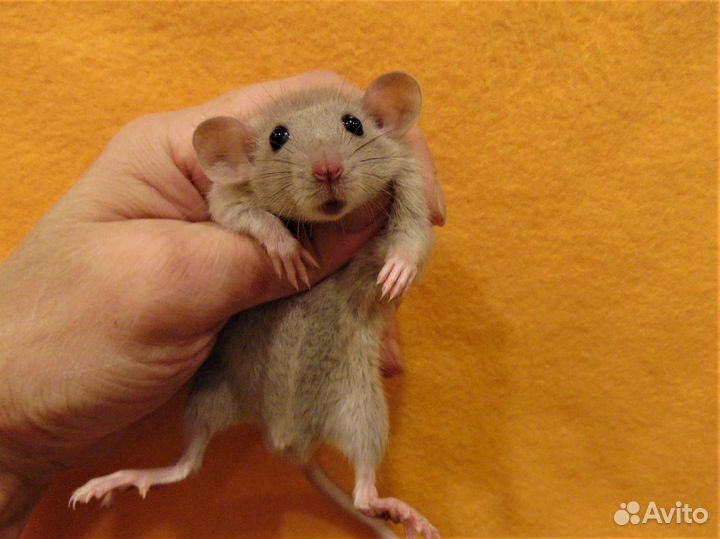 Крысы. крысята дамбо (лопоушки) - питомник, клетки