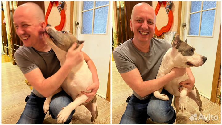 Зооняня, передержка животных, зоотакси