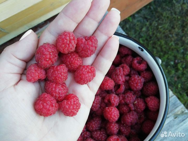 Продам малину