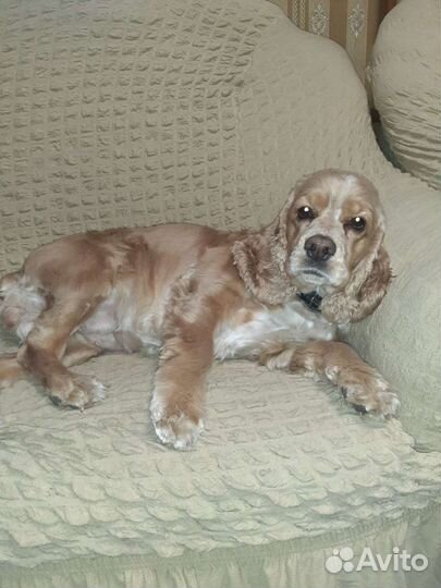 Американский кокер спаниель вязка девочка