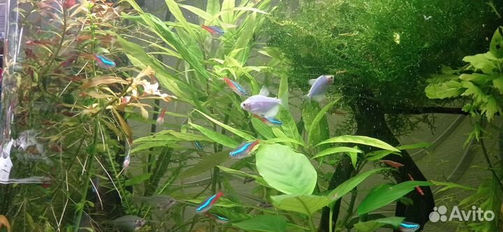 Лимонник, людвигия, мох аквариумные растения