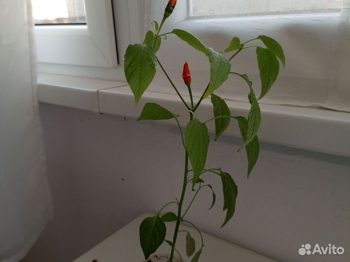 Комнатный перчик