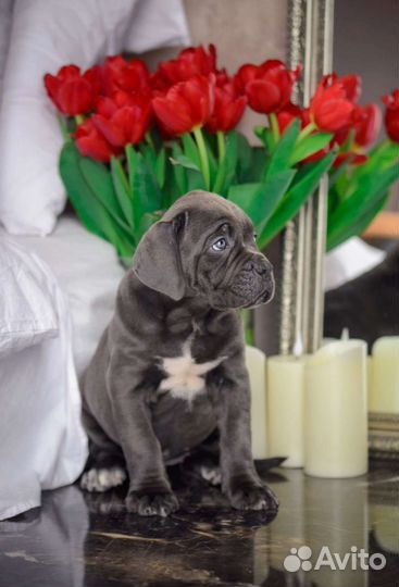 Щенки кане Корсо