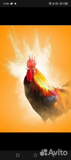 Молодые петушки