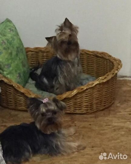 Перелержка, гостиницв для собак