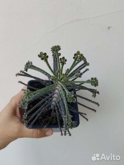 Суккуленты