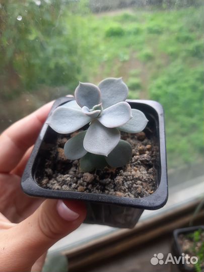 Кактусы и суккуленты