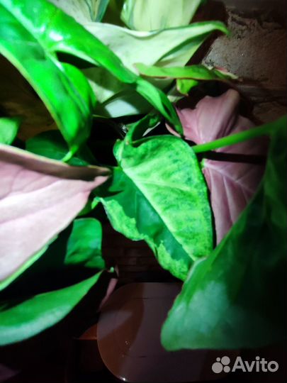 Сингониум Панда Сциндапсус Хэппи Лиф