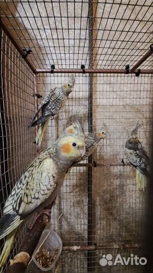 Попугай корелла