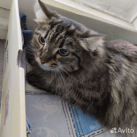Кошечка