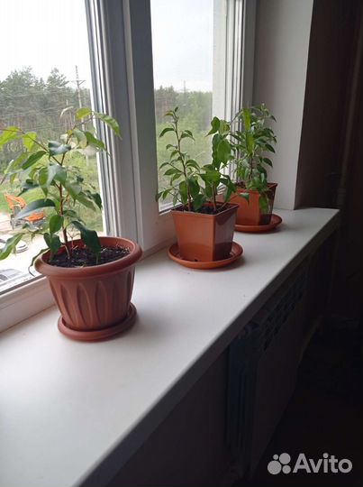 Фикус бенджамина