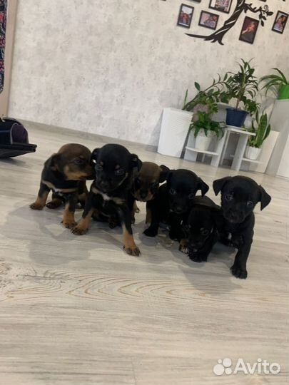 Щенки цвергпинчера смесь с пинчером