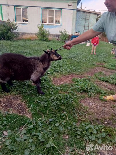 Козочка цена