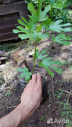 Декоративные многолетние растения