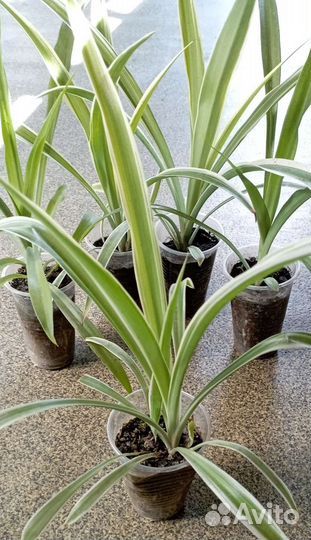 Хлорофитум хохлатый