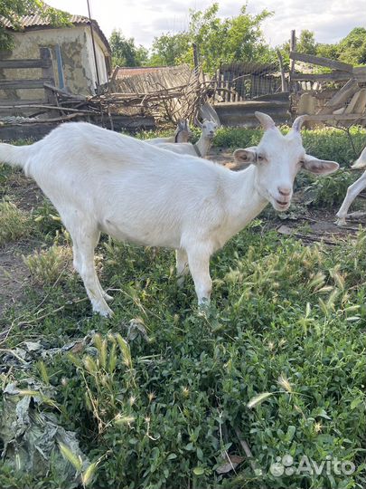 Козы козлята козлы