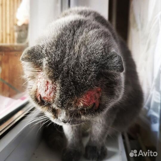 Ветеринарная помощь. Выезд на дом