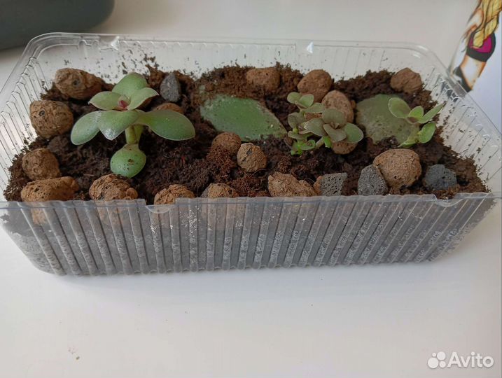 Денежное дерево толстянка крассула