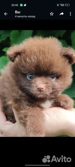 Щенки померанского шпица медвежьего типа