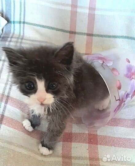 Пушистый котенок мальчик 1 месяц
