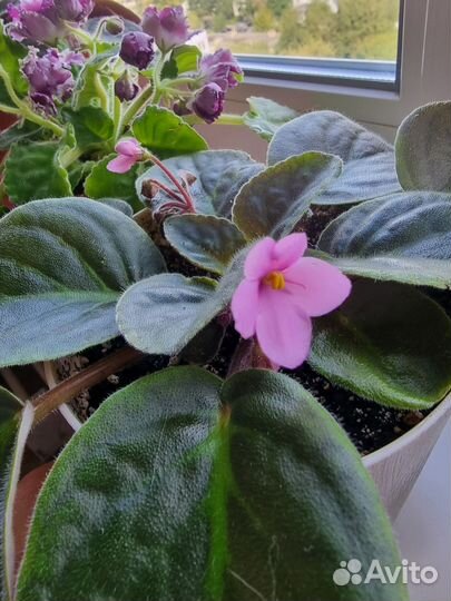 Фиалка в горшке