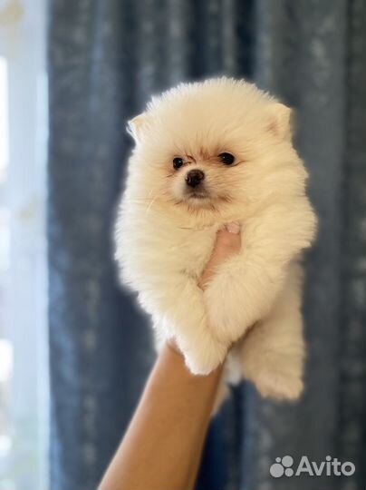 Щенки померанского шпица
