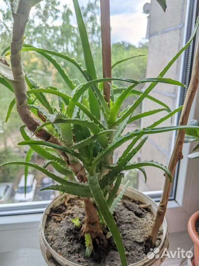 Алоэ каланхоэ многолетнее