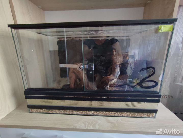 Маисовый полоз с террариумом