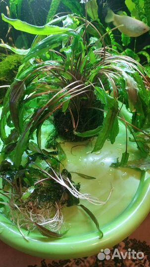 Аквариумные растения