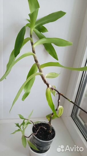 Золотой ус, алое