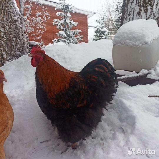 Инкубационное яйцо Орпингтон, Леггорн