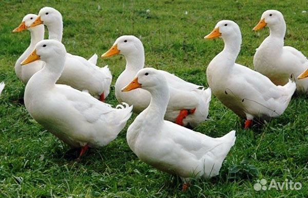 Яйцо утиное инкубационное