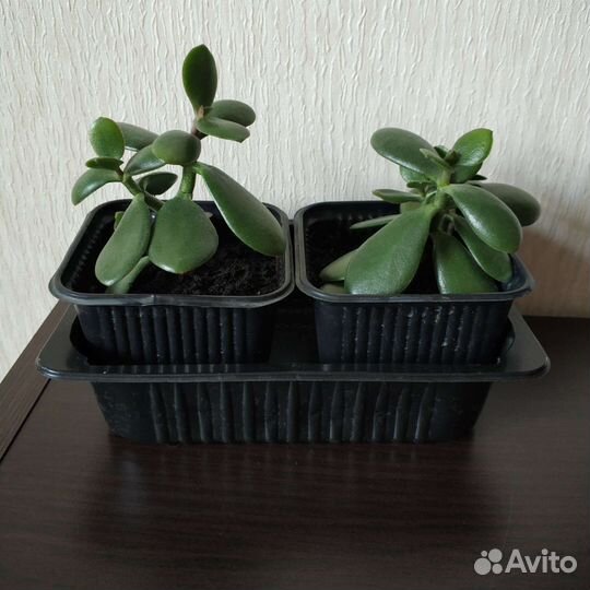 Толстянка, денежное дерево